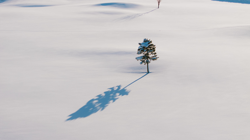 雪原を独占