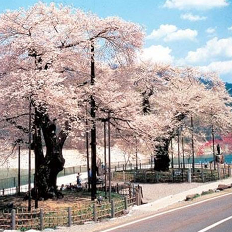 荘川桜