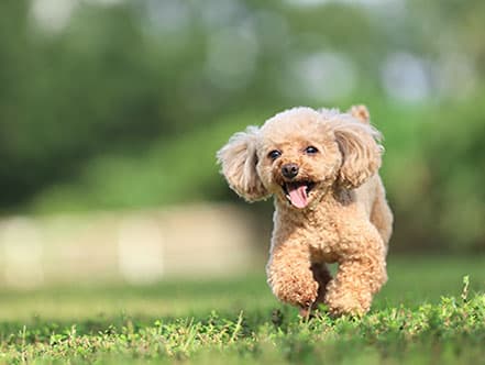 小型犬