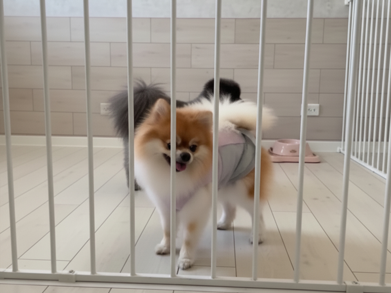 犬